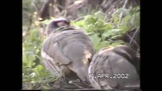 While We Sleep A Wildlife Video 2002