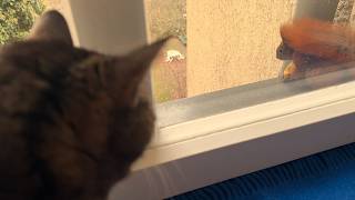 Eichhörnchen Clara Liebt Katze Frida Und Träumt Vom Feuerroten Apfel Clara The Squirrel Loves Frida