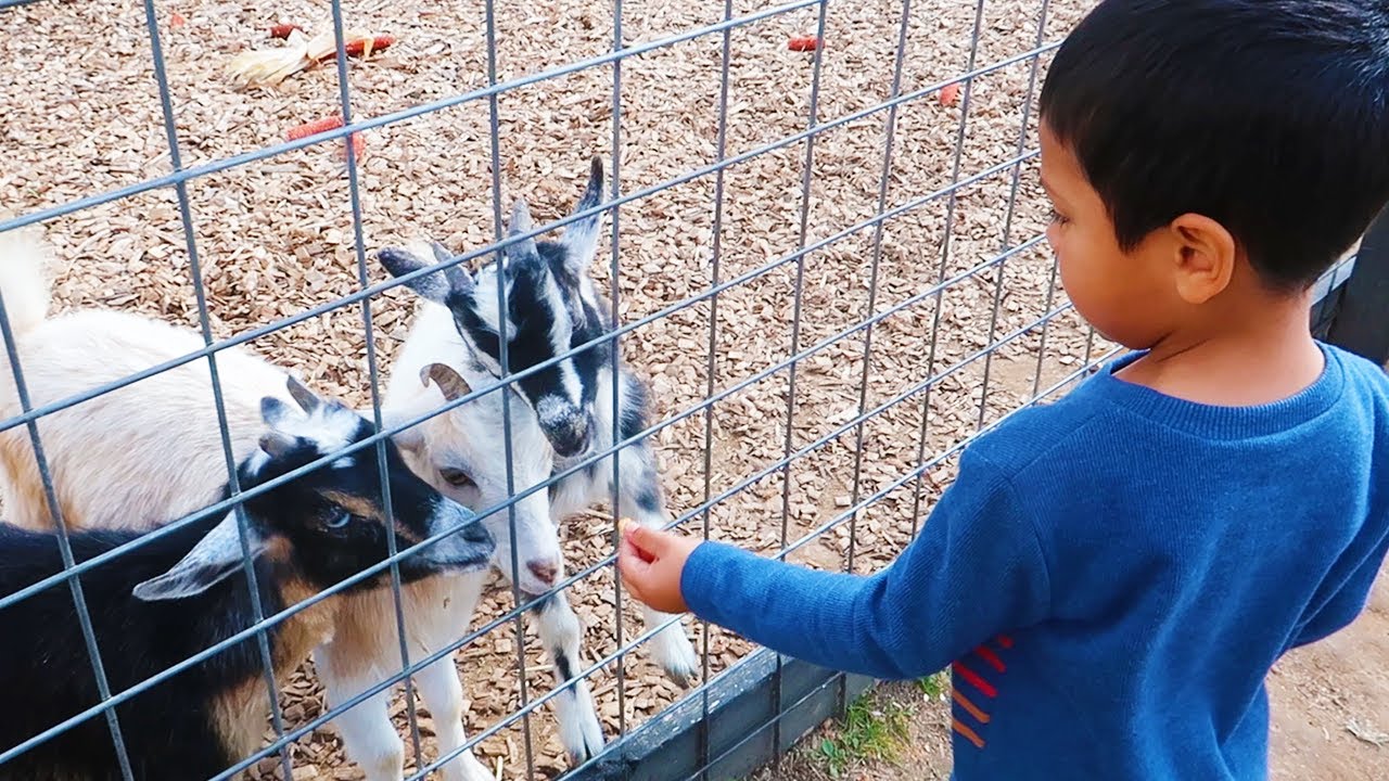 Just an average Kentucky Day YouTube