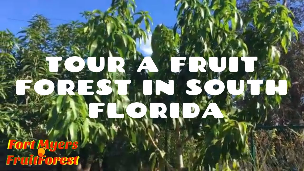 Backyard Fruit Tour in Fort Myers Florida YouTube