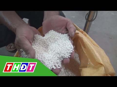 Video Bắc Ninh phát triển thương hiệu lúa nếp cái hoa vàng |... - youtube