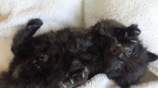 Rescue a Tiny Fluffy Black Kitten