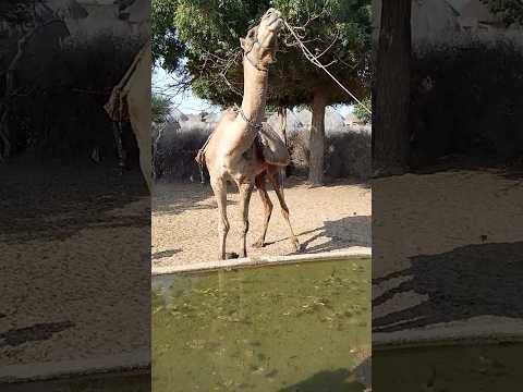 يحاول الرجل سحب الجمل نحو الماء