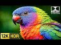 Amazing OLED HDR Test Dolby Vision | 12k Video Ultra HD (8K/4K Video TV) | Relaxing Music