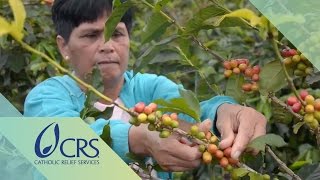 Agroforestry in Coffee Farming for a Sustainable Enterprise | CRS FARM Project