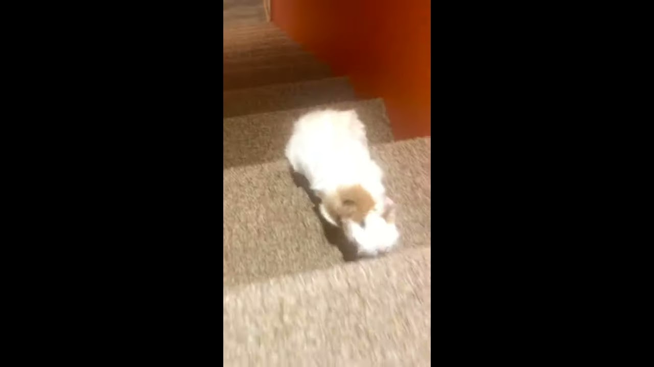 Smartest Guinea Pig Ever Climbing Stairs YouTube