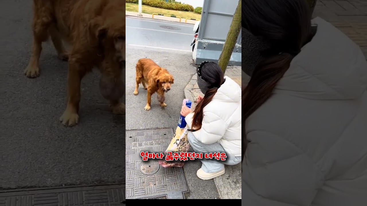 목에 커다란 종양을 단 채 길을 헤매던 리트리버의 사연