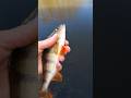 Okonie z małej rzeczki #wędkarstwo #fishing