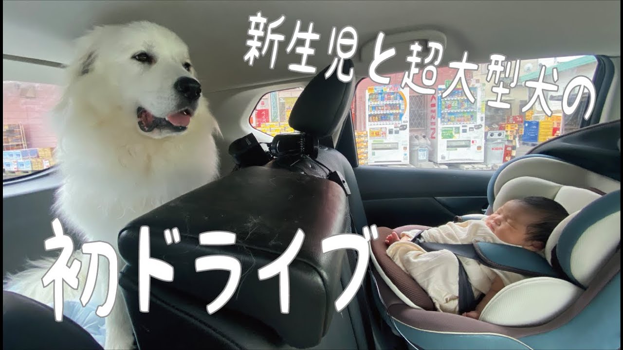 初ドライブ】赤ちゃんと初めてドライブしたら超大型犬はこうなりました