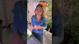 Germinating Sugarbaby Watermelons