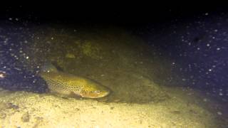 Thredbo River Trout Tickling