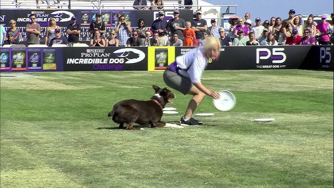 Comment enseigner à son chien à jouer au frisbee? 🪃. Il est possible que  votre compagnon ait besoin d'un coup de main pour apprendre à jouer avec  vous au frisbee, voici quelques