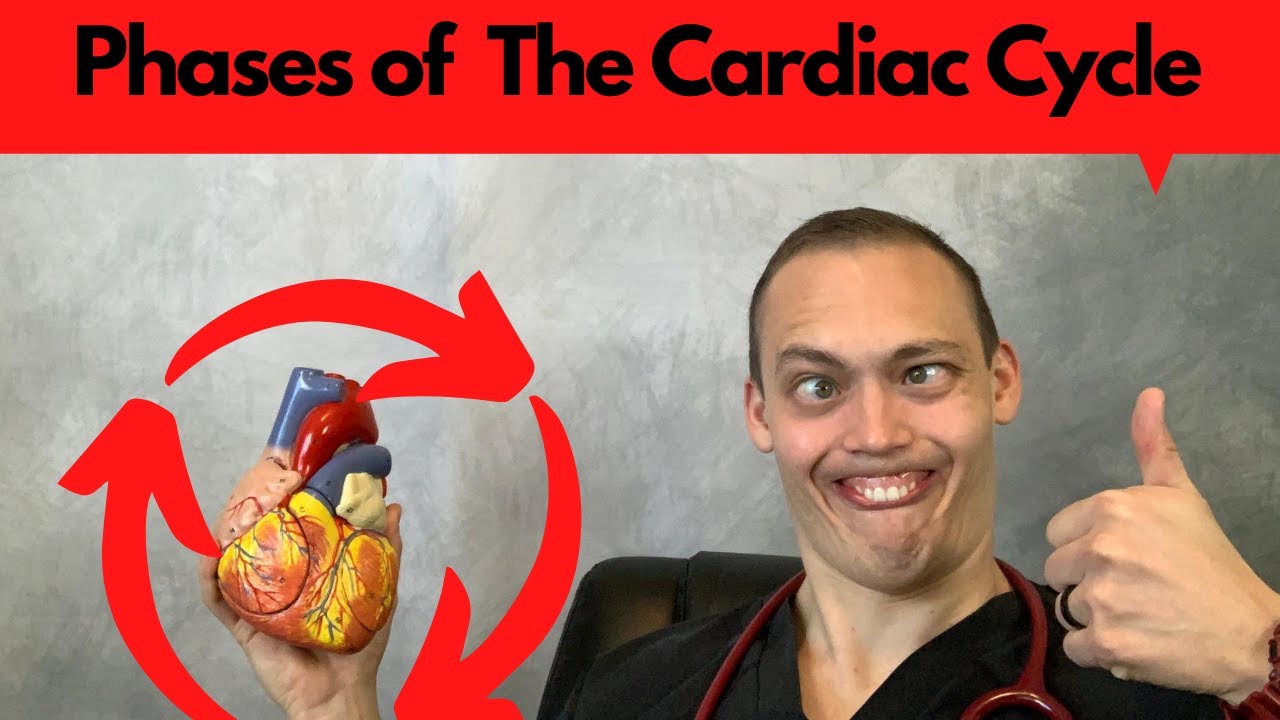 Cardiac Cycle | Atrial Diastole | Atrial Systole | Ventricular Systole ...