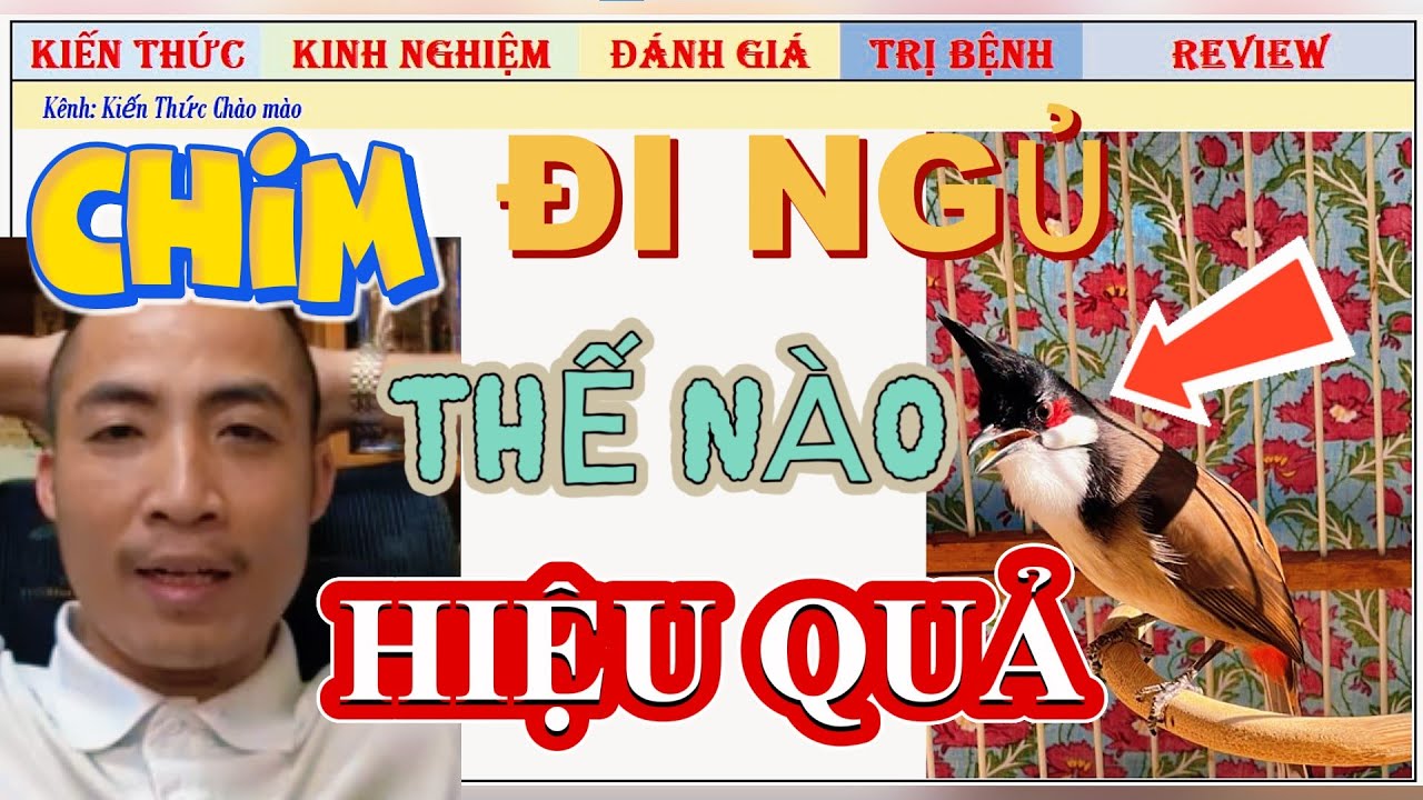 Cho Chim Chào mào Thi Đấu đi Ngủ như thế nào là Hiệu quả nhất?