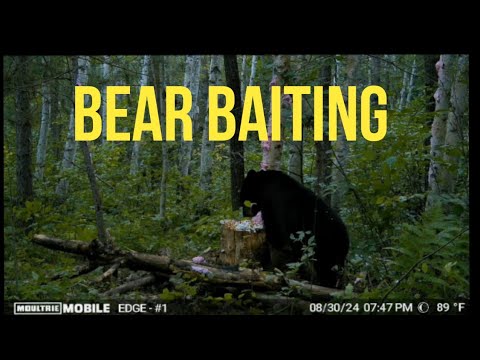 Bear Baiting Northern Minnesota 2024 - YouTube