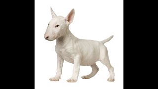 Bull Terrier Dog Breed