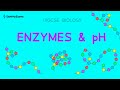 Enzyme and pH Quiz