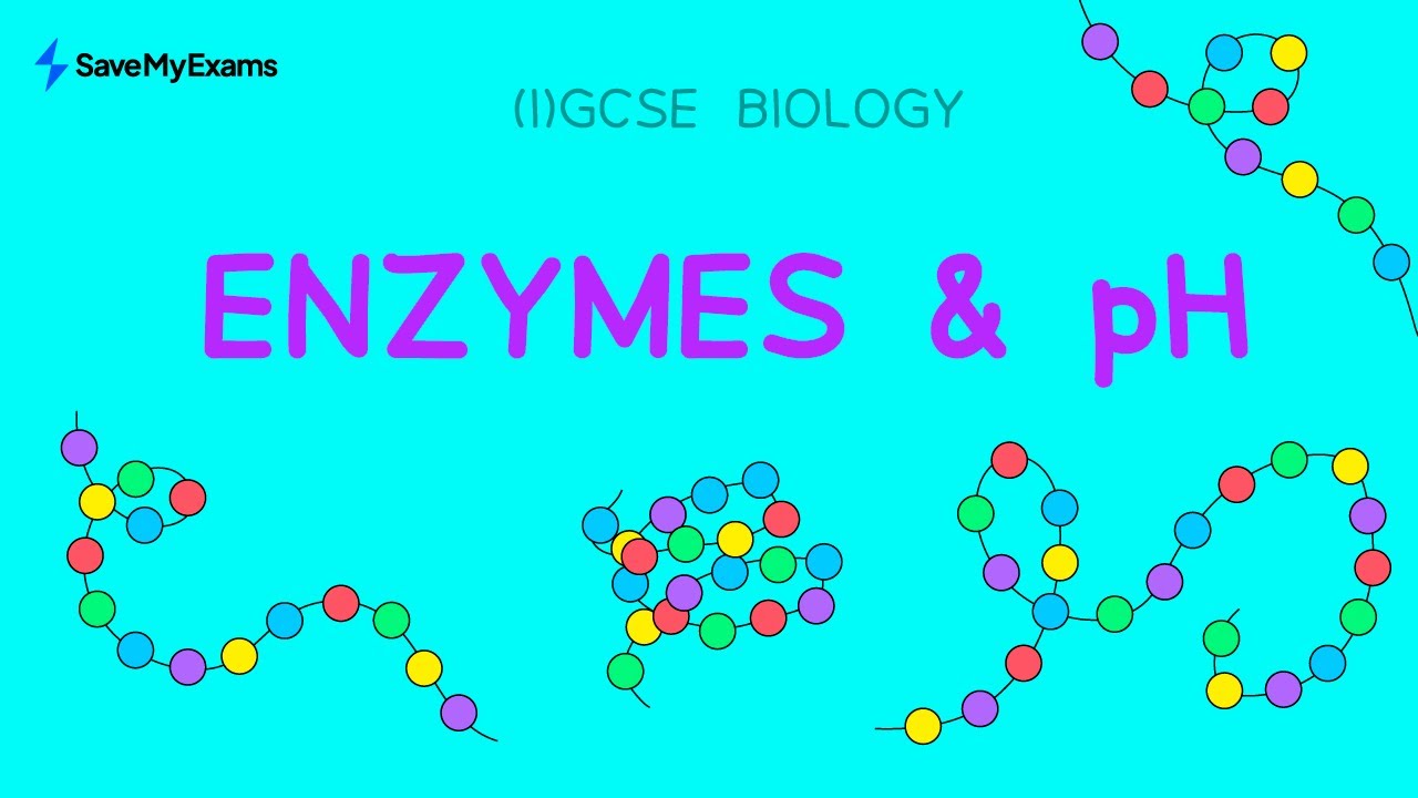 Enzymes & pH IGCSE & GCSE Biology Revision YouTube