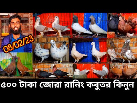 ৫০০ টাকা জোরা কবুতর কিনুন | কোয়ালিটি সম্পুর্ন গিরিবাজ কবুতর বিক্রি হবে