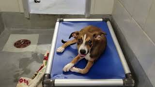 acs A690081
