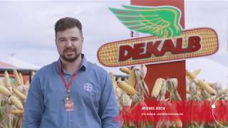 Confira a presença da DEKALB no Show Rural 2019.
