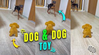 Dog Runs Away from a Dog Toy