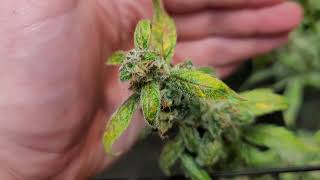 WK9 Update Buds The Size Of Soda🥤Cans💪That Stink🦨 SO Sweet!👃Snow Storm of Trichomes🥶🗻💎
