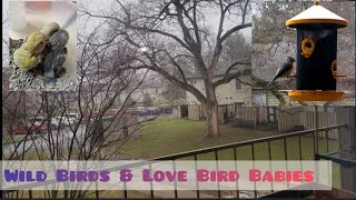 Wild Birds Visit My Balcony 🐦 Feeding Baby Lovebirds #Wildbirds #lovebirds  #parrot by Alis Flock 69 views 1 year ago 3 minutes, 21 seconds