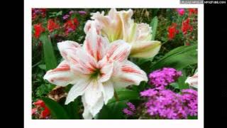 Kyi Kyi Htay- Pan-wut-hlwar