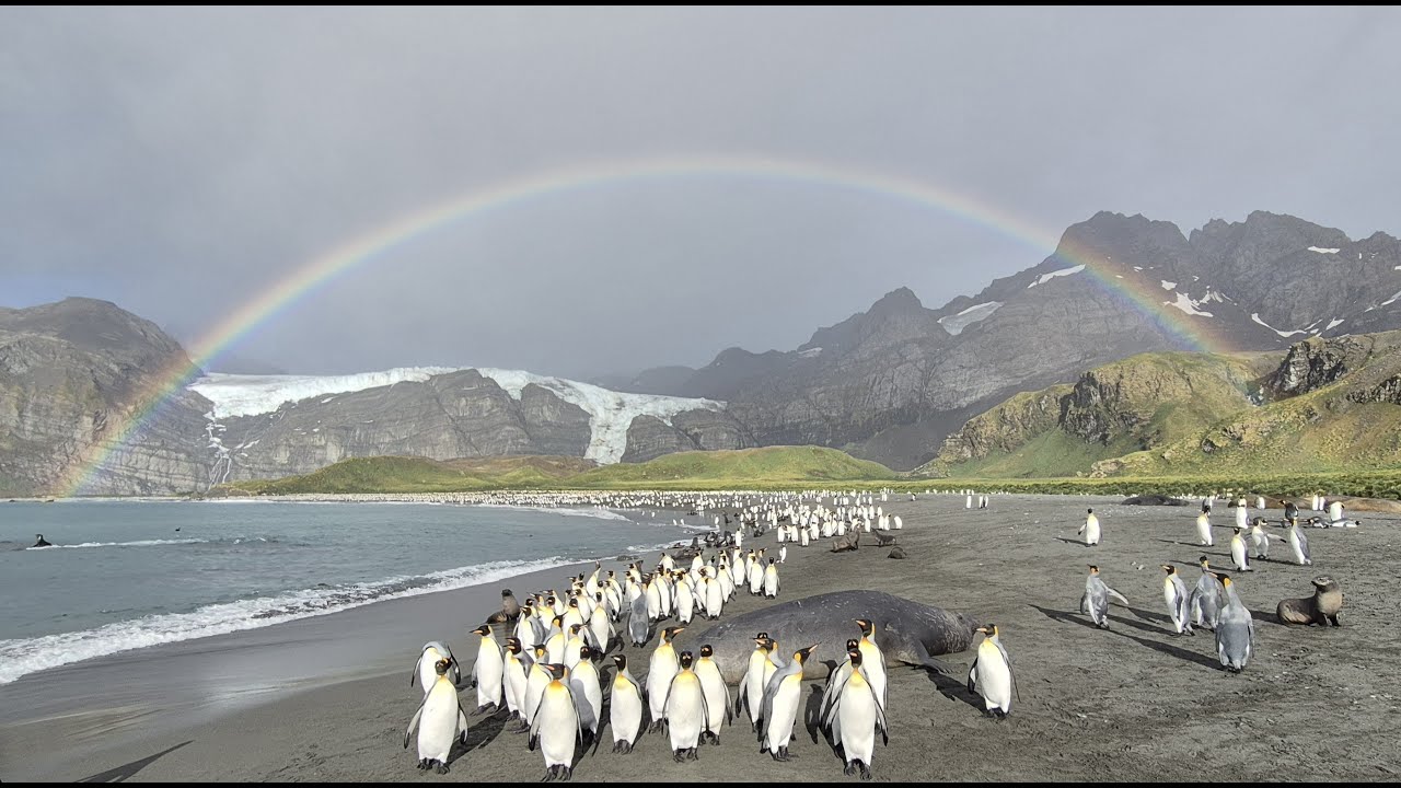 South Georgia and Antarctica wildlife and scenery