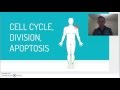 Lasseter ap bio 12  cell cycle cell division apoptosis