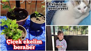 KIZIMA SÜRPRİZ ❓ EVE YENİ BİR ÜYE DAHA ✅ AKSAM MENÜSÜ  ❓#vlog #cat #flower #köy#izmir