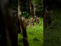 5 Tigers Spotted in Kabini Safari π