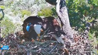 Chick Check \& A Little Family Time at the Fraser Point Nest of Cruz and Andor (4\/5)