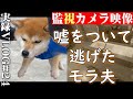 【vlog24】柴犬と暮らす私とモラハラ夫|アラサー|離婚|家庭内別居