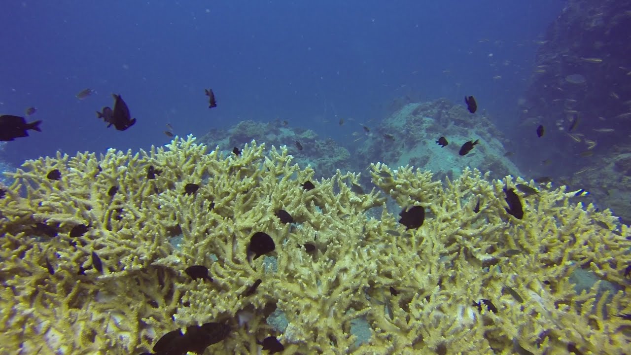 Diving Koh Tao with Ban's Diving Resort