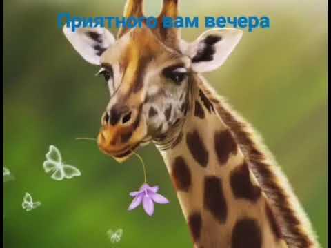 Шикарное Пожелание Доброго Вечера! Музыкальная видео открытка с добрым вечером! Красивая музыка!