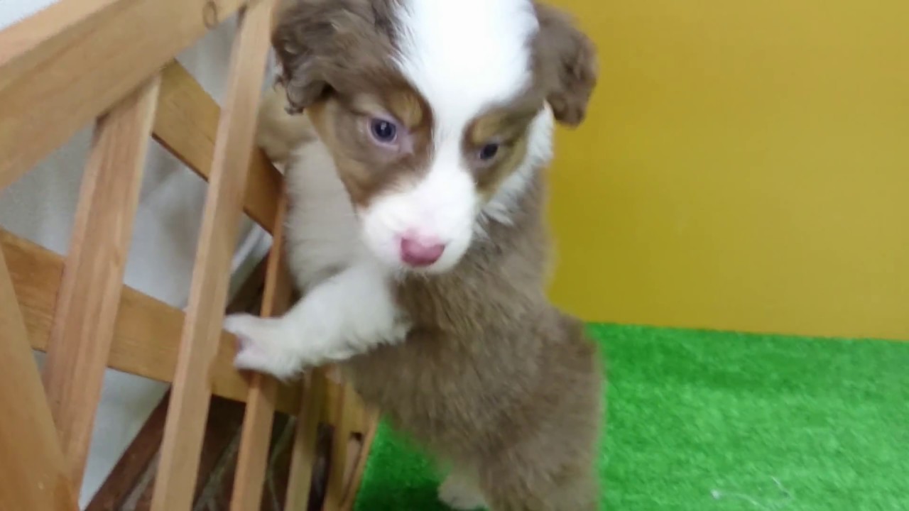 オーストラリアンシェパード 子犬や子猫たちのペット販売情報が満載 ペットステーション オーストラリアンシェパード 子犬や子猫たちのペット販売情報が満載 ペットステーション