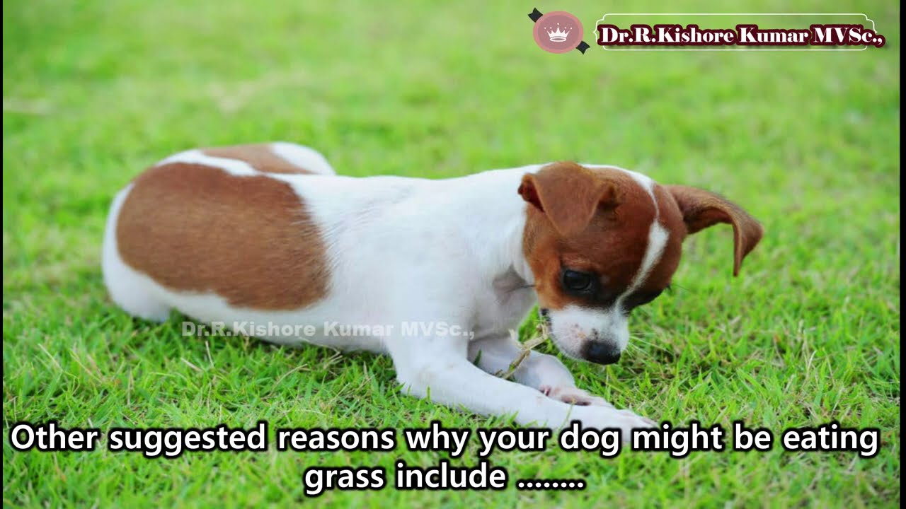 Why Dogs Eat Grass — And How To Prevent It Cesar's Way