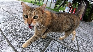 個性的な毛色の猫達が足元に寄ってきて、毛繕いをはじめる