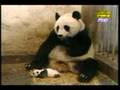 Little Panda scared his mum