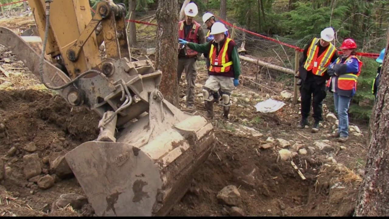 ‘Whistler 2010 Sled Dog Massacre A Veterinarian's experience' YouTube