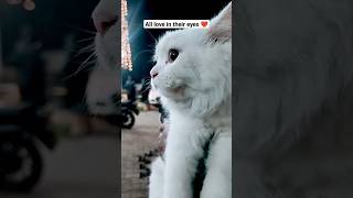 Cat Love Cat Whatsapp Status