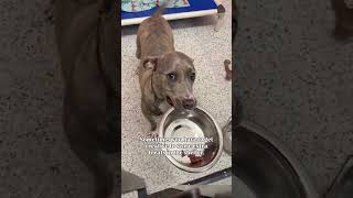 Felix is adopted! For shelter dog any time out of the shelter is better than time spent in a kennel