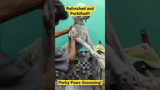 Matted Poodle refreshed after Grooming!!! Subscribe for more videos like this!!! Resimi