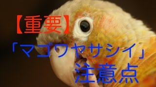 【健康 食事】【重要】マゴワヤサシイの注意点