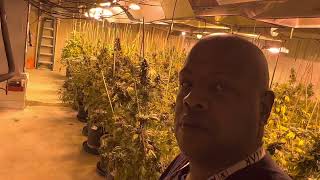 Cannabis Adventure