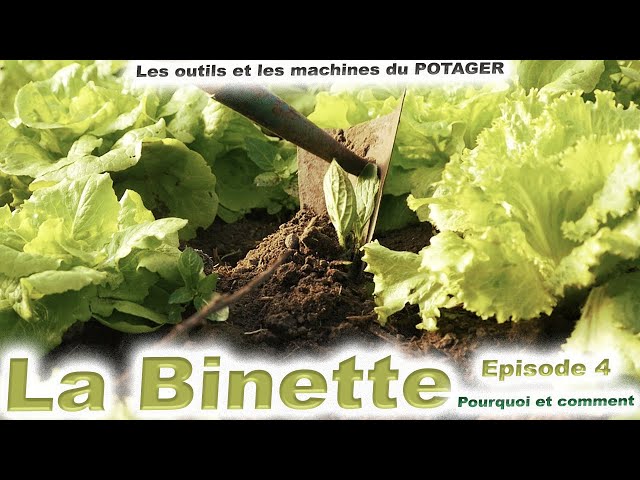 Éliminer les mauvaises herbes efficacement grâce à la binette
