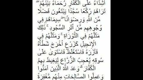 محمد رسول الله والذين معه اشداء على الكفار رحماء بينهم سورة الفتح  مشاري العفاسي
