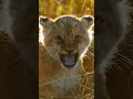 Why Lions Are the Kings of the Jungle Why Lions Are the Kings of the Jungle